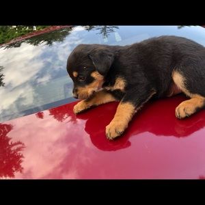 Meet your Posher, Jacobe